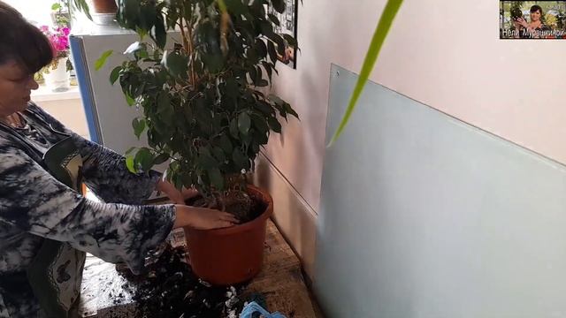 Чергова пересадка перед відпусткою. Фикус Бенджаміна