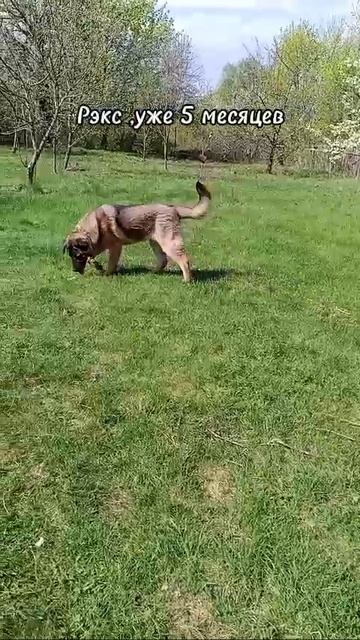 щенок Рэкс🐶