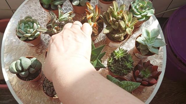 #мояколлекцияПродажа суккулентов часть●4