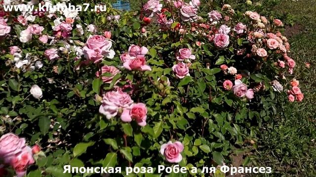 🌹🌹🌹 ТРИ ШЕДЕВРА СРЕДИ РОЗ! ✨ Японские сорта роз – П
