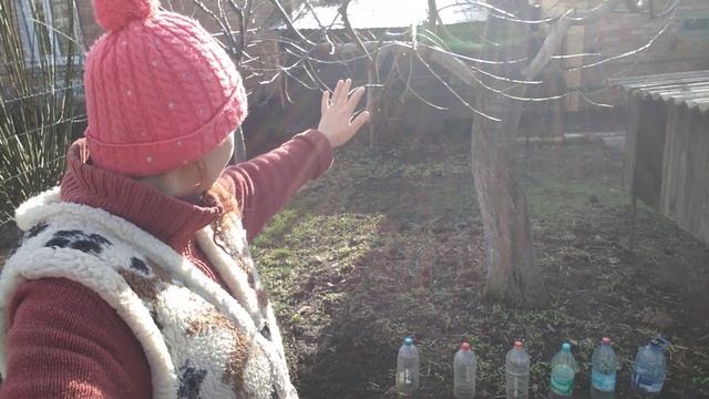 ЯК ПОСАДИТИ ТРОЯНДИ З БУКЕТА ВЗИМКУ НА ГОРОДІ - 100% РЕЗУ