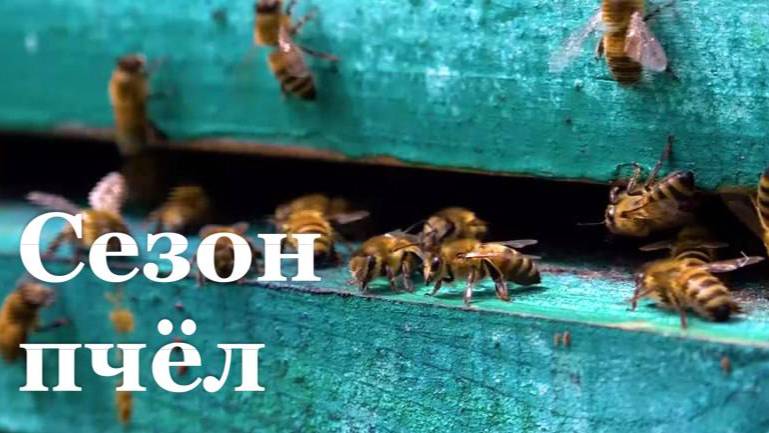 В Республике стартует сезон пчёл
