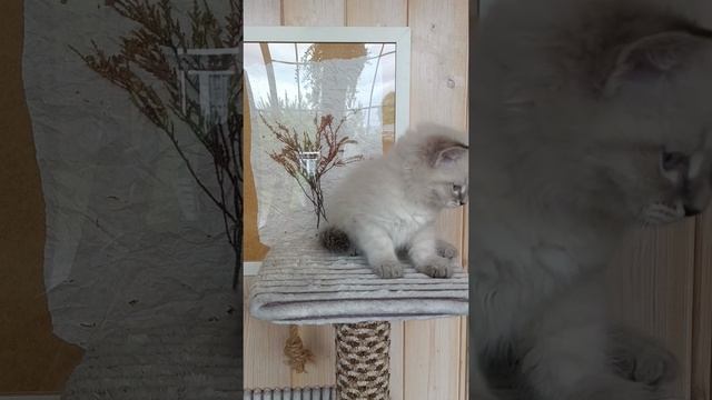 Невские мальчики.mp4