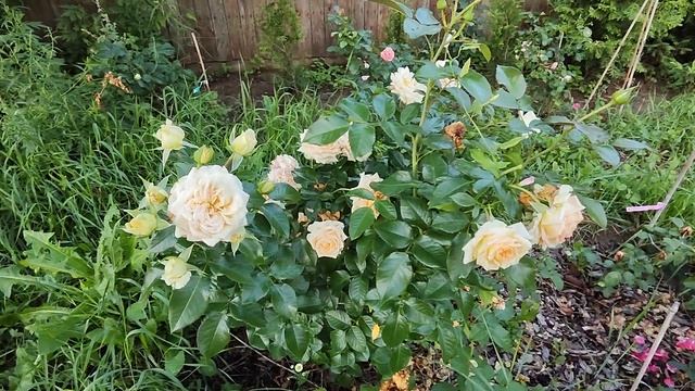 РОЗОЧКА🌹 ЛЯ КАЛИССОН, НЕОДНОЗНАЧНОЕ ВПЕЧАТЛЕНИЕ🤷?