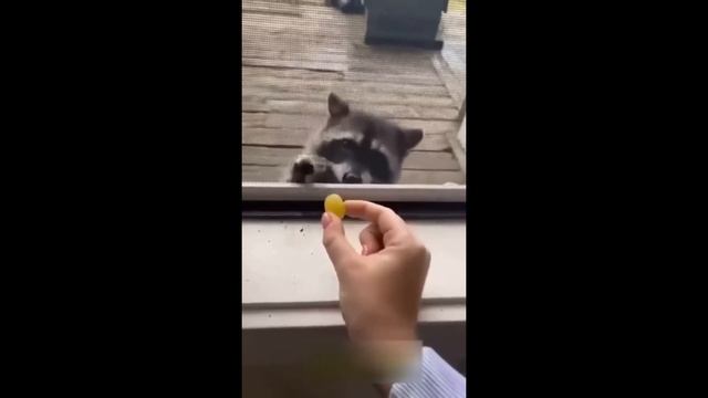 Приколы с котами! С ОЗВУЧКОЙ! Смешные коты! Самые СМЕШН