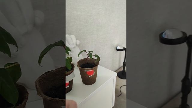 Фуксия. День 1. Смотрим как она чувствует себя на 1 день