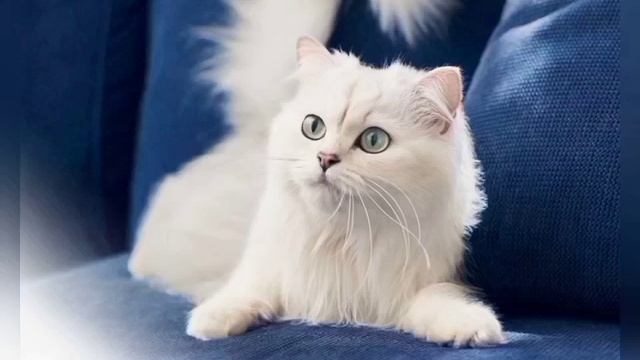 Гороскоп кошек: Кошка Водолей.