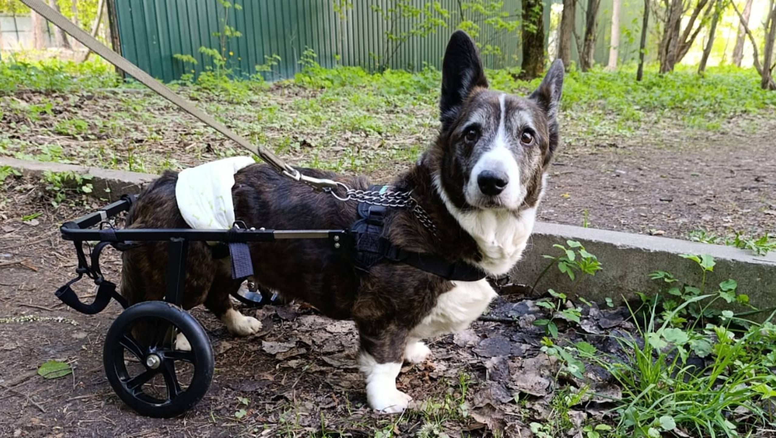 Корги на колёсах Animal mobile.