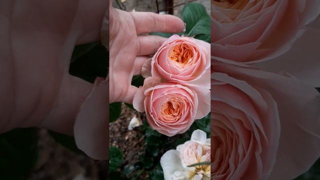 25 мая  цветут розы, начинают зацветать первогодки . 1 Ча
