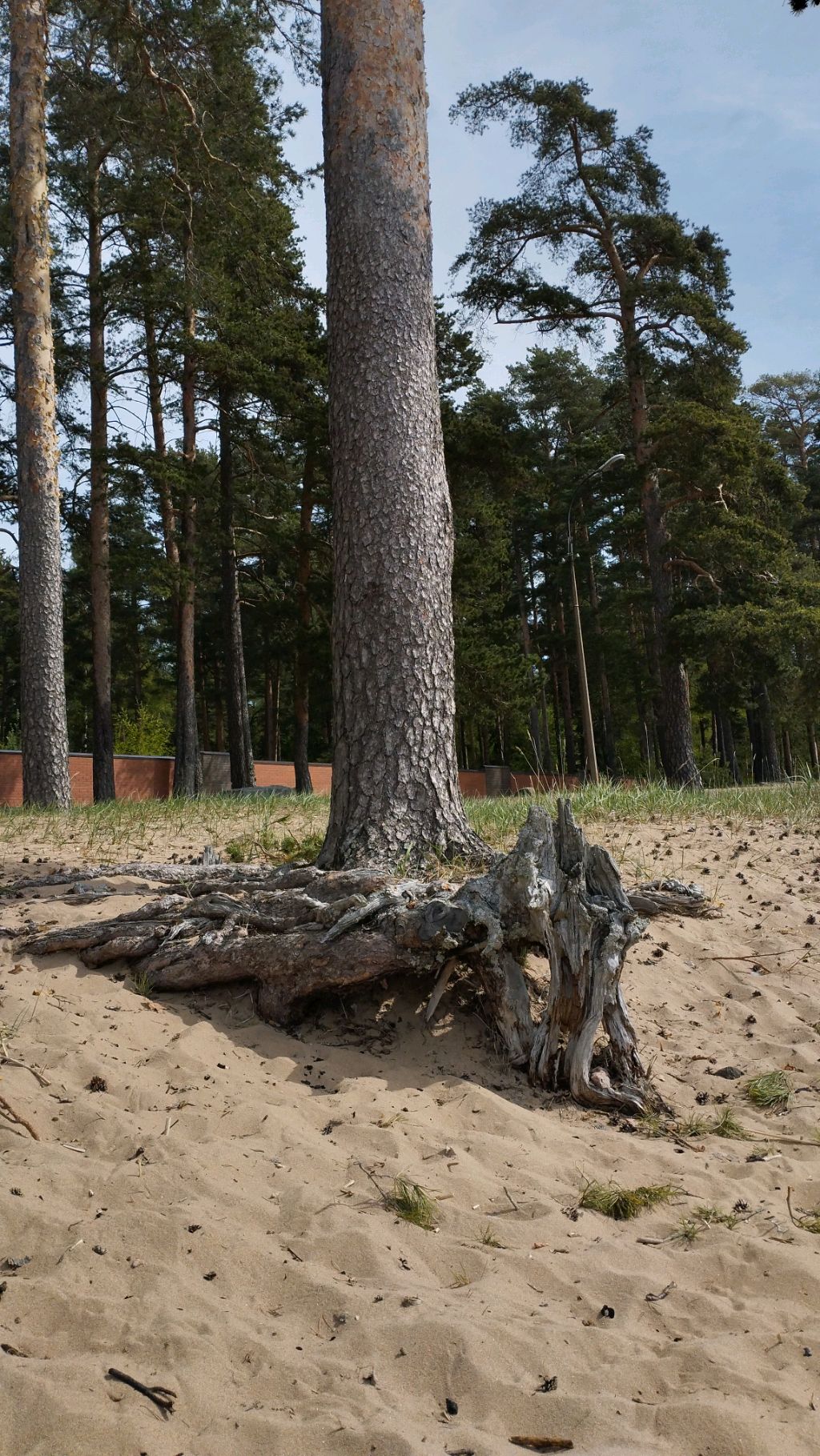 Прогулка по берегу Финского залива в мае.