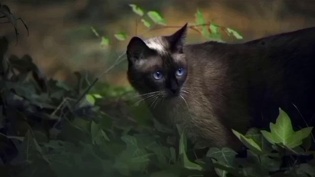 Гороскоп кошек: Кошка Овен.