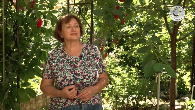 Розочки-светочки. Ирина Макарова коллекционирует раз?