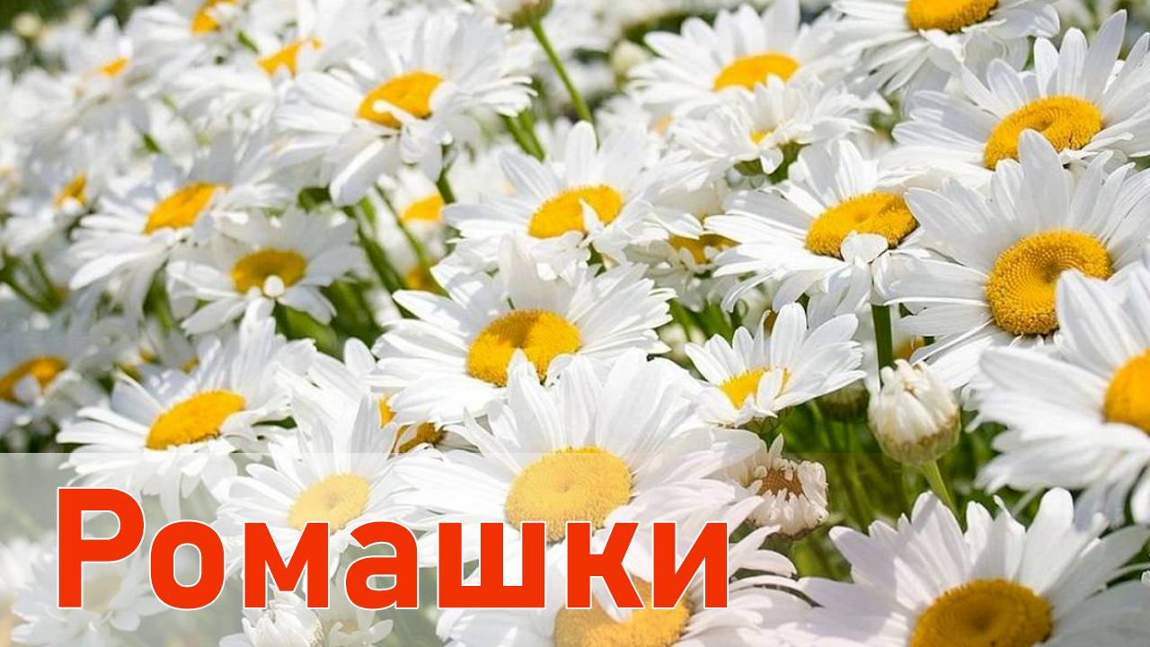 Ромашки (Теплое лето) - Песня которая обнимает сердце 💗#песня2025 #хитгода #музыкадлядуши