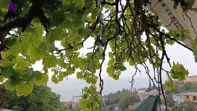 Крым. ЮБК. Гаспра. Снова дождь..! 20.05.25 #андрейкрымский #артемийкрым #дождь #юбк #гаспра #море