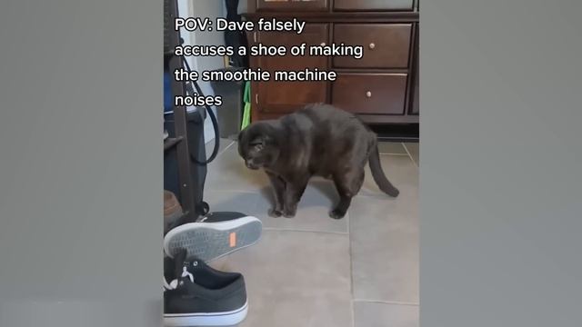 Приколы с котами! С ОЗВУЧКОЙ!!! - Смешные коты! Самые сме