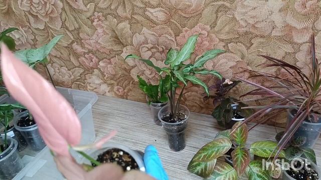 Наличие  сингониумы, пеларгонии, молочай миля, сансеви