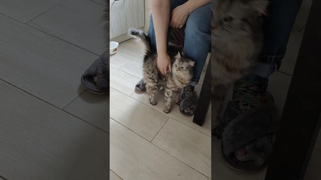 Особенная Токио. Кошечка с атаксией.