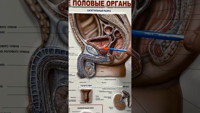 Аденома простаты. Что это? Андролог уролог в Ростове-на-Дону. Хирург. Мужское здоровье.