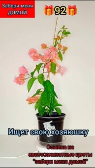 🎁92🎁Бугенвилия