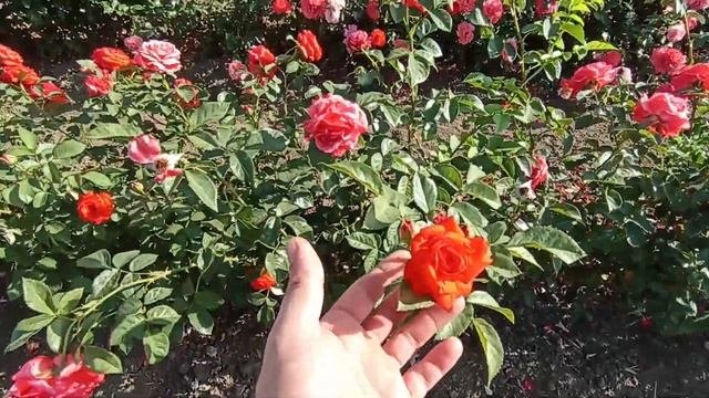 Розы плетистые.Пьер,Салита, Лагуна, Кисми Кейт.
