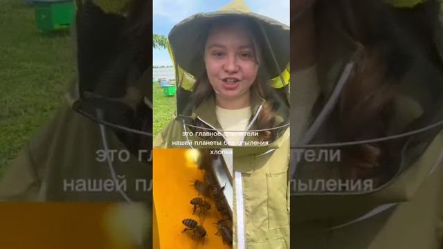ПЧЁЛЫ ПЧЁЛЫ ПЧЁЛЫ