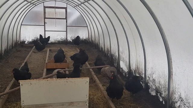 Декабрь , пшеница кончилась , что дальше?