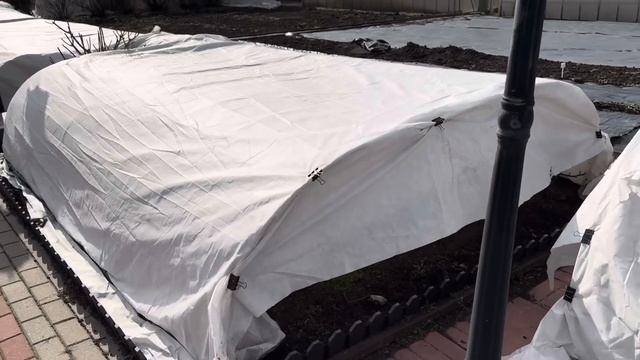 Розы. Когда открывать розы? Что будем делать в ближайш?