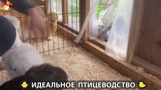 Идеальное птицеводство достойно восхищения 🐓🦆🦢🦚🦃🐔 эпизод (224)