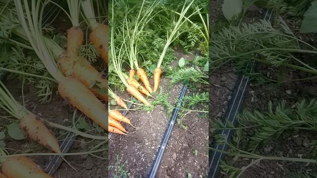 Выращивание моркови часть 4.