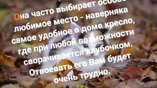 Гороскоп кошек: Кошка Телец.