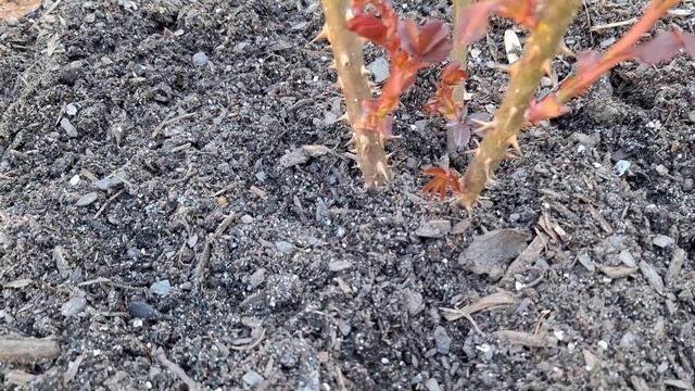 Итоги ВЕСЕННЕЙ Короткой Обрезки Взрослых РОЗ, получил