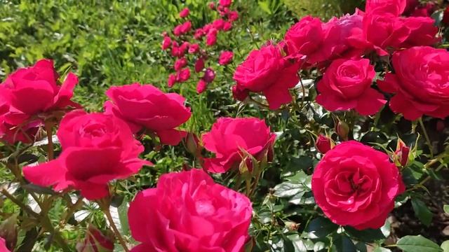 🌹CHERRY GIRL - роза Флорибунда ADR, Kordes, первое цветение.