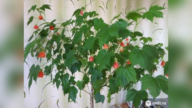 ОЗЕЛЕНЕНИЕ ДОМА БОЛЬШИМИ КОМНАТНЫМИ РАСТЕНИЯМИ .