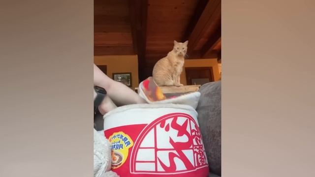Приколы с котами! С ОЗВУЧКОЙ! Смешные видео с животным?