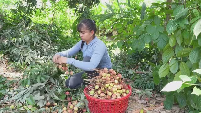 Девушка из Вьетнама собирает урожай личи. Жизнь во Въетнаме