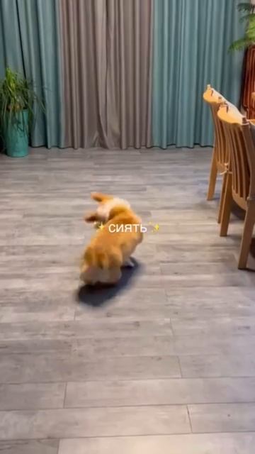 Сиять
