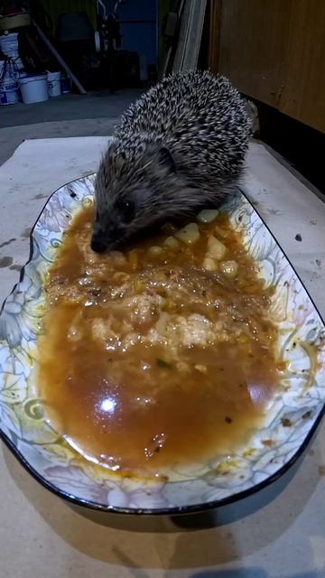 Ёжик.