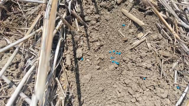 Поездка в ООО "Кавказ", более 15 лет No-till