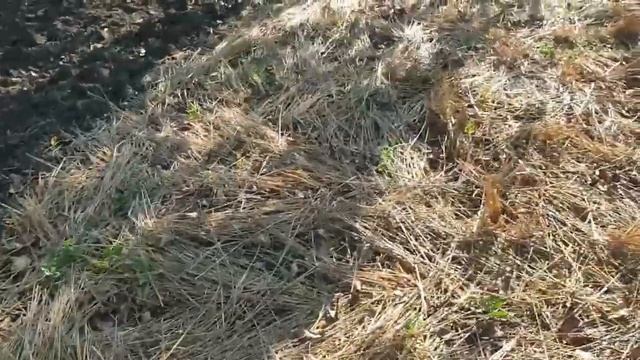 Как собрать урожай пшеницы на дачном участке?