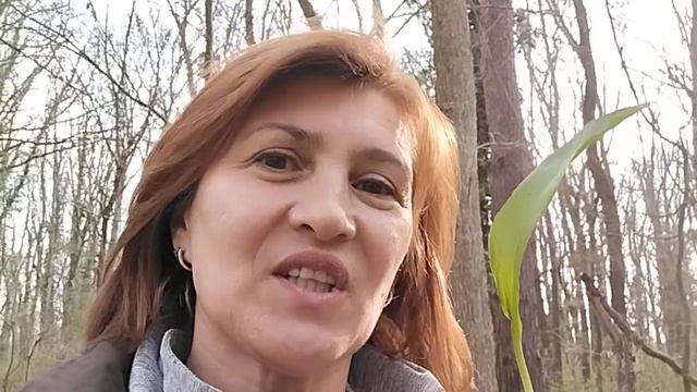 Весна, лес, черемша ...