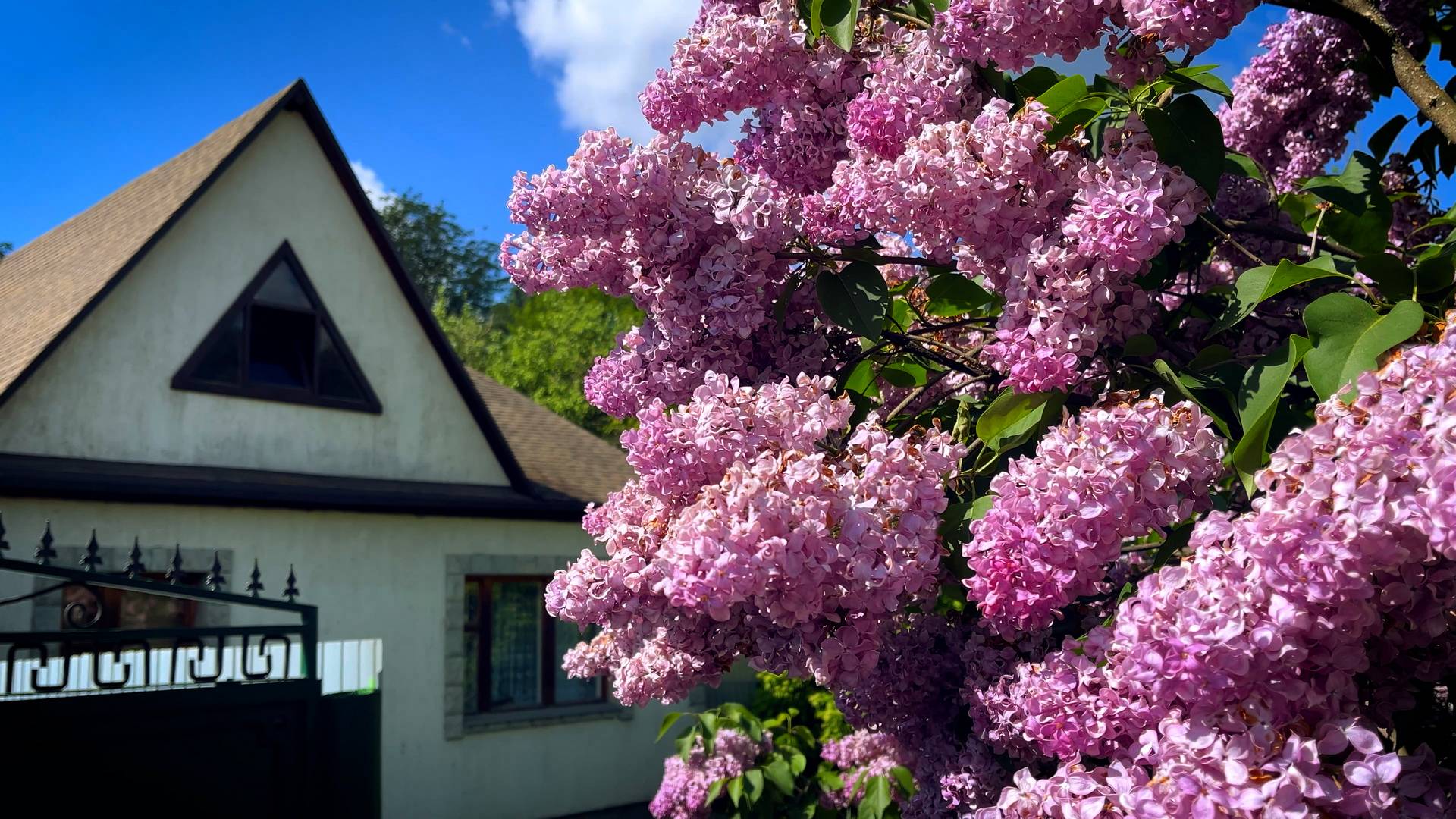 Цветущие улочки Курска.