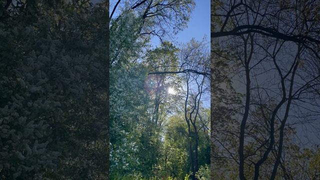 «Трели соловья». #Елизавета #Лаптева #соловей #shorts