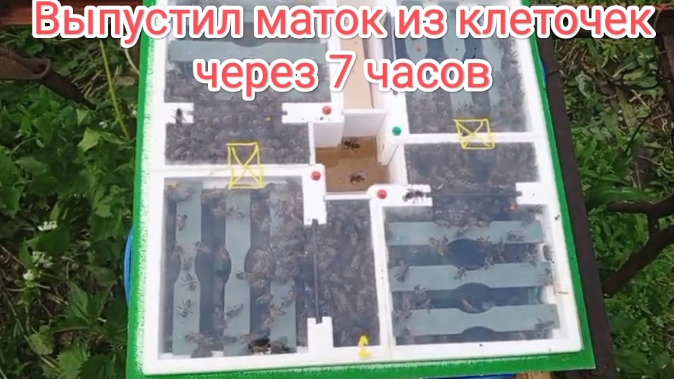 Пчёлы в нуклеусе через 7 часов, выпустил маток из клеточек.