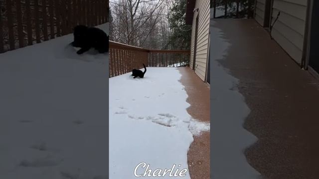 🐱 Котики расцвели! 🐈 Видео смешных котов и  котят для