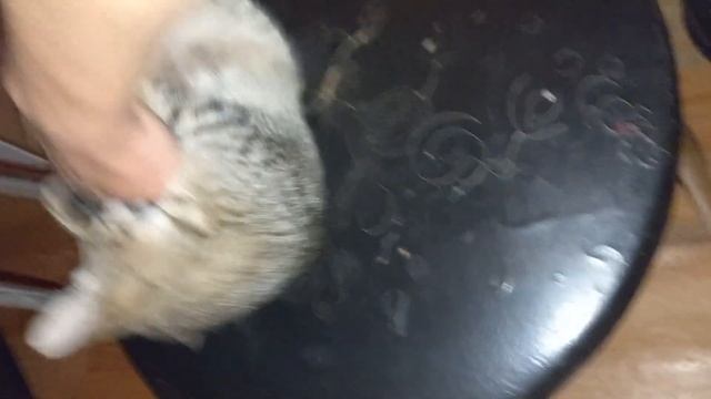 БИТВА ЗА СТУЛ БЕСЯЧИЙ КОТЭ ПРОТИВ ЧЕЛОВЕКА