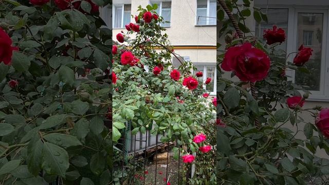Моменты. Новосветские розы.