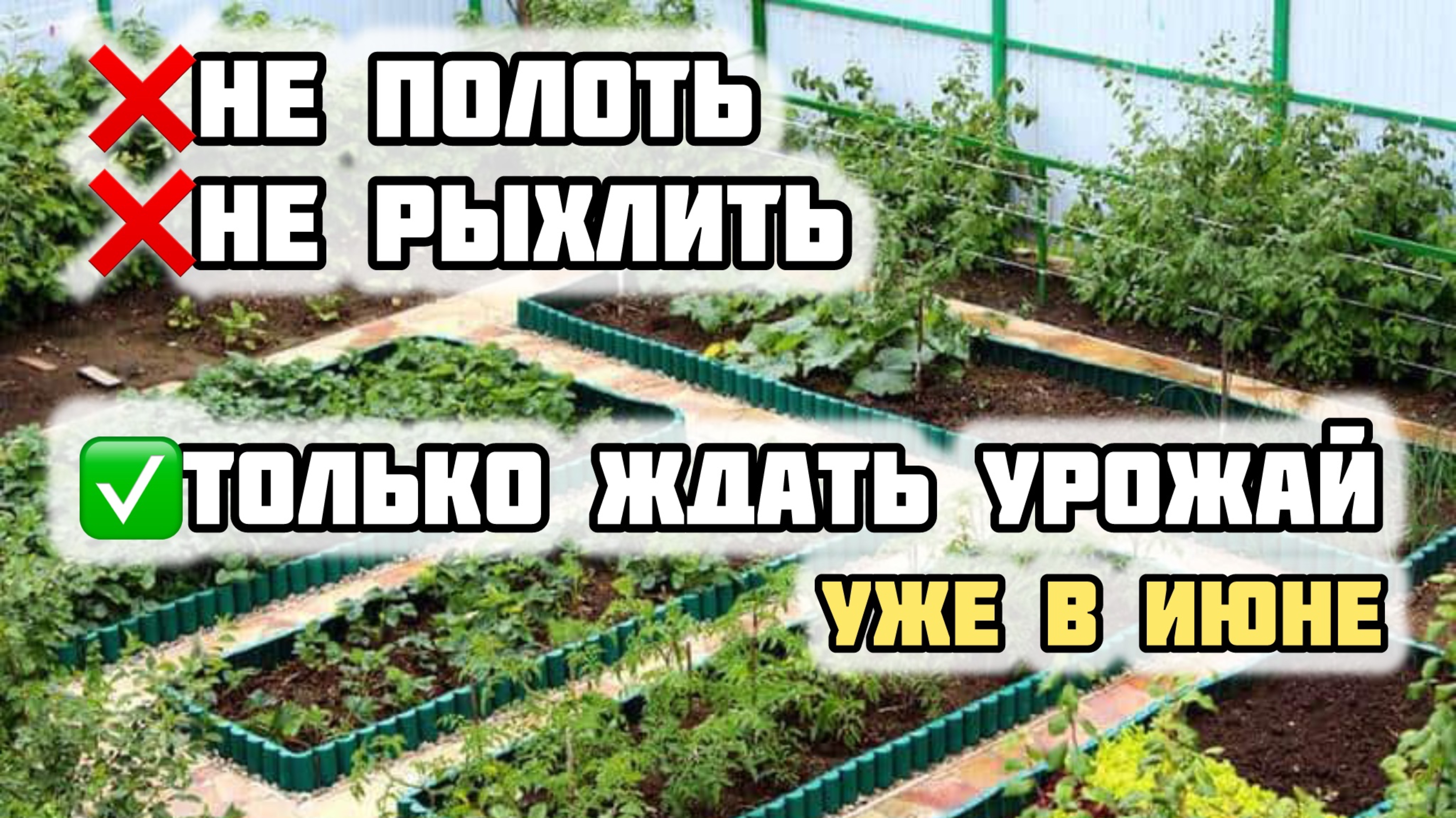 Закончи работу в огороде уже в июне и жди урожай!