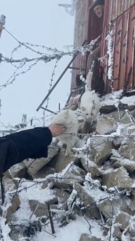 Коты арестанты на горе за колючей проволокой