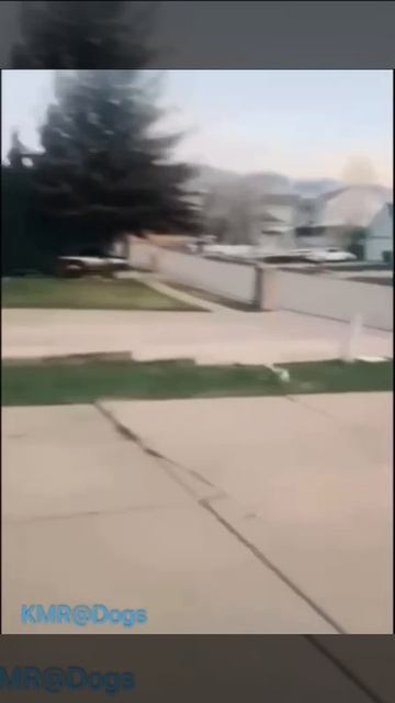 Смелость засверкала пятками😂 ( видео про собак )