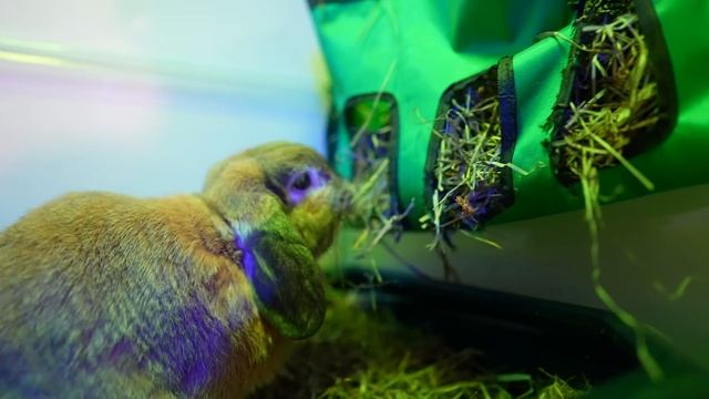 ЖУТКАЯ НОЧЬ В КОМНАТЕ ПИТОМЦЕВ - ПЛАТЬЕ Сербская Леди | Elli Di Pets